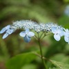 蝦夷紫陽花、虎斑小灰蝶、檀、沢柴、鵯花、蝦夷白花下野、剃刀菜、四筋花天牛、小茶羽挵、夜衾草、立擬宝珠、オヒョウ、亜米利加栴檀草、黄釣船、蝦夷立浪草、沢菊