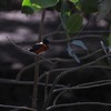 コミドリヤマセミ(American Pygmy Kingfisher)