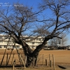 納場小学校の桜・・