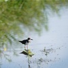 夏みず田んぼ、コチドリ、カワラヒワ、ヤマガラ、ナガサキアゲハ