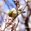 見えない世界の浄化で20年来の花粉症もよくなった