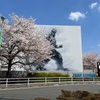 【東宝スタジオ】昼の桜も最高でした