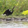 オーストラリアヘビウ(Australian Darter)