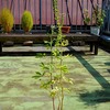 "クレオメ(Cleome hassleriana)"を植え替え。
