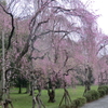 京都の桜（その４）