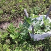 スイカ畑の茅敷き完了　総計50本