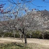 梅の花　花貫さくら公園