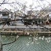 今年の桜（３）　倉敷川の桜。