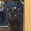 もう、しょうがない。