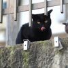 【ねこ写真】　黒猫さんの年になるか