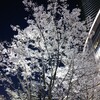 桜を見ながら半年後のことを考える