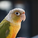 私とトトとお家と