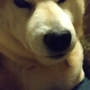 気が付けば愛犬が同じ歳になっていた(^^;