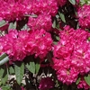 学生生活の記憶（656）：セイヨウシャクナゲ（西洋石楠花）-Rhododendron hybridum-  “Rhododendron species”