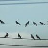 5月下旬に100羽規模で現れるカラスの群れはミヤマガラス？それともハシボソガラス？