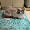 朝、お風呂で猛烈に甘えたふくちゃん