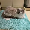 朝、お風呂で猛烈に甘えたふくちゃん