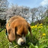 お花見遠足