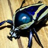 シロヘリミドリツノカナブン(シロスジミドリツノカナブン)  CBF3　飼育記