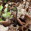 謎のシダ植物（ミドリヒメワラビ？）を食べてみる