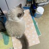 今日は熱心にお窓観察していたふくちゃん