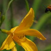 続白山高山植物園「蜜蜂ホバリング」