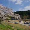 ３年ぶりの家山の桜　～昼食を食べてのんびりスタート～