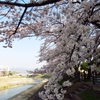 桜の花は〜２