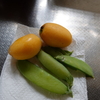 初夏の庭はおいしい