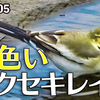 1005【黄色いハクセキレイ幼鳥】カルガモコガモがコサギを警戒、鳩の正面顔かわいい、ヒヨドリの鳴き声。瀕死オオカマキリの威嚇【 #今日撮り野鳥動画まとめ 】 #身近な生き物語