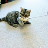 ”わさび”日記　子猫のマンチカンを初めて迎える奮闘記　Part2