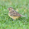 労働公園の野鳥を紹介（２０２０　０５１３）早朝探鳥　その３。