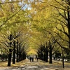 東京 11月 紅葉散歩 : 電車で行ける東京都内の紅葉スポット 「光が丘公園」見どころ・バードウォッチング /  関東近郊 11月に紅葉する木