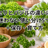 パセリとバジルの違いは？料理で迷わない使い分け5つのコツ＋保存・育て方