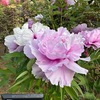 晩春に咲く花／大船フラワーセンター２　　大船フラワーセンターには，樹木の種類も豊富ですから，花だけではなく，今の季節の若葉も楽しみの一つになります．楓，欅，楠木---．花木の種類ももちろん豊富．八重桜，カロライナジャスミン，ライラック，ハナズオウ，そして芍薬園で芍薬に先駆けて満開になった牡丹．　恋か血か牡丹に尽きし春のおもひとのゐの宵のひとり歌なき　与謝野晶子　　春昼（しゅんちゅう）の雨ふりこぼす薄らぐもややありて明る牡丹の花びら　北原白秋