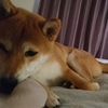 輪明富士