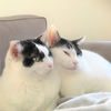 新しい爪とぎ