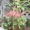 早起き