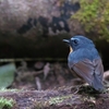 ムネアカヒタキ Snowy-browed Flycatcher