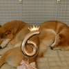 満6歳