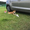 コロ助犬キャンパーへの道…最終回②