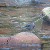 カワガラス若鳥