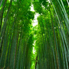京都写真旅のススメ　～嵐山の竹林編～