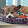 コーギー犬アディ、休み方が独特