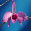 Dendrobium anosmum　大輪select