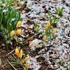 「佐久の季節便り」、「クロッカス」の花にうっすら春の雪が…。