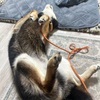 黒柴 🐶 つん