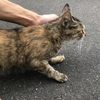 お散歩中に出会った猫ちゃん