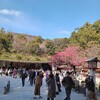 【現地レポ】今だけの特別な「仮殿」へ！梅香る太宰府天満宮の参拝記	