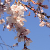 桜開花　今日は花冷え